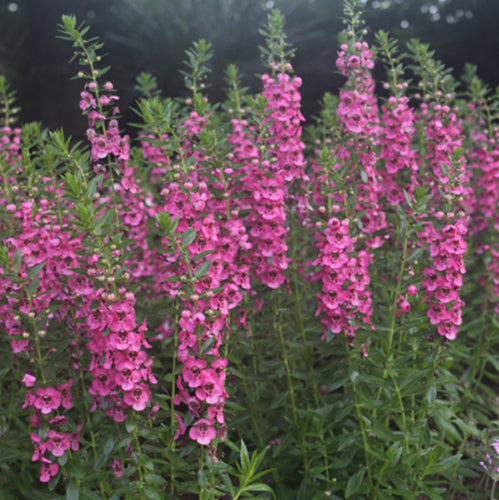 Annual Flowers Bloom Guide