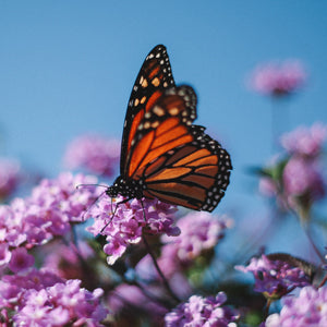 10 Colorful Annual Flowers that Attract Butterflies