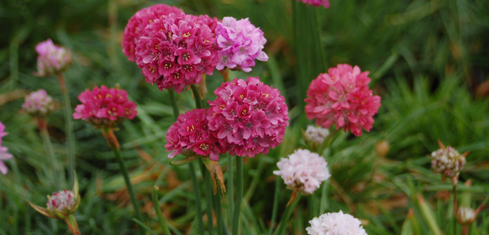 Armeria  Costa Farms