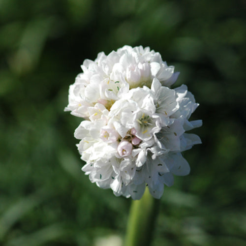 Ballerina White Armeria