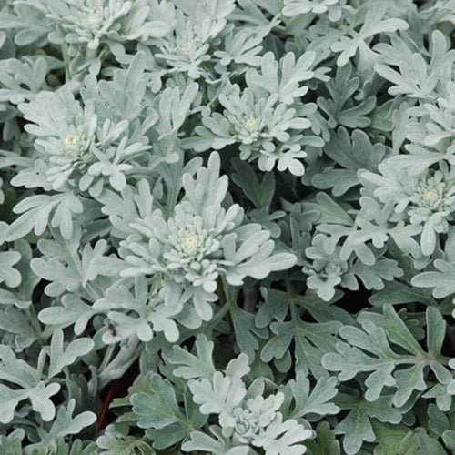 Silver Brocade Artemisia