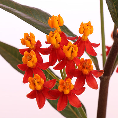 Silky Deep Red Butterfly Weed