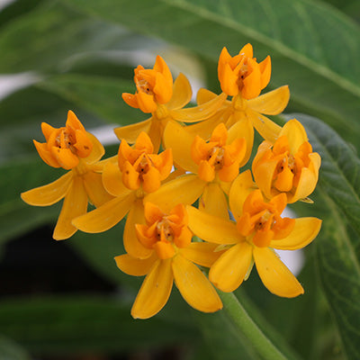 Silky Gold Butterfly Weed