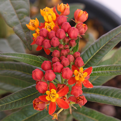 Silky Scarlet Butterfly Weed