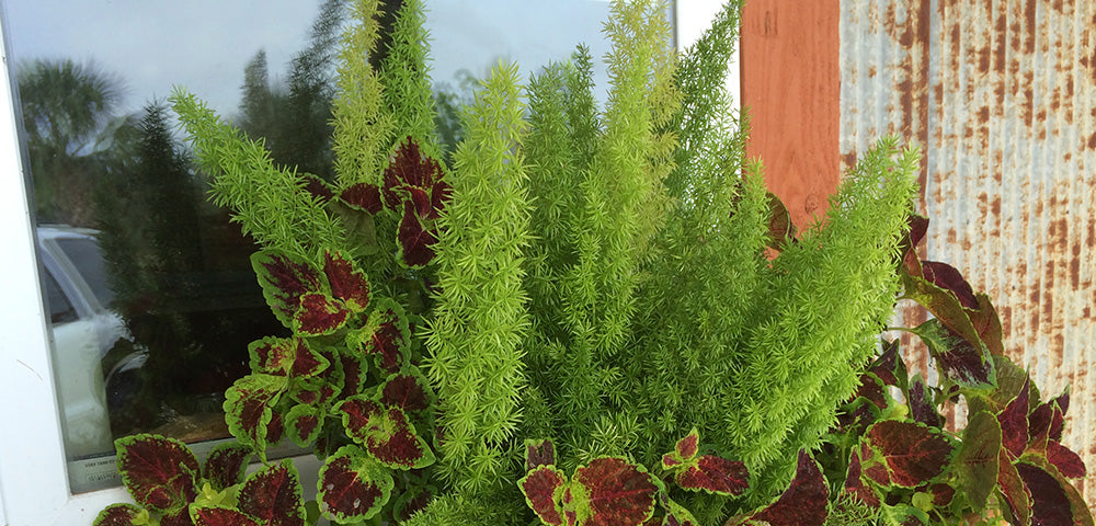 Asparagus Fern Care: Growing Asparagus Ferns