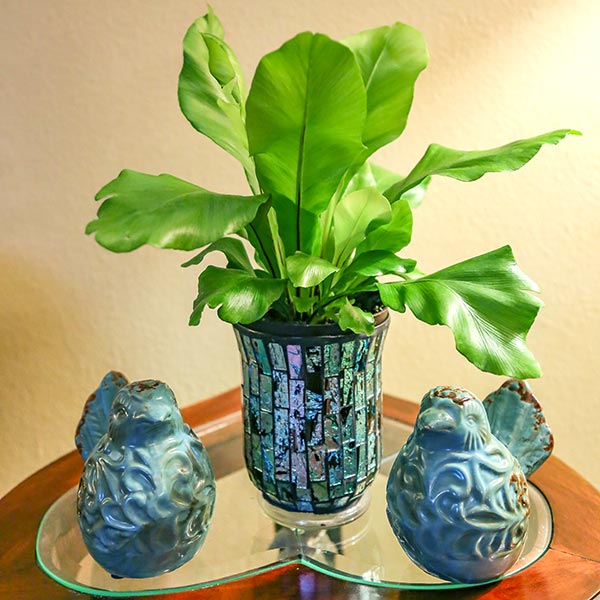 Bird's Nest Fern