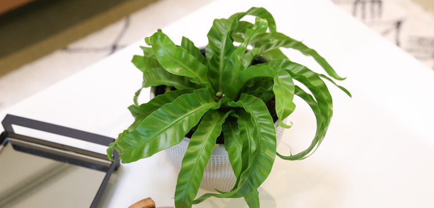 house plant hangers Leather Plant Hanger Black
