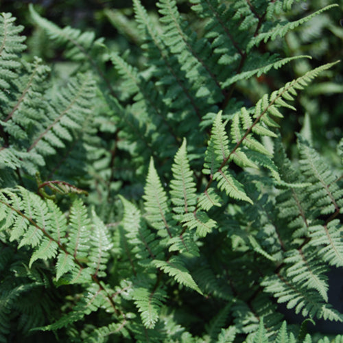 Ghost Fern