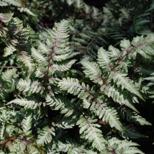 Japanese Painted Fern