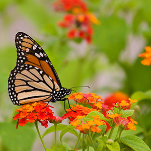 Atrae Mariposas a Tu Jardín