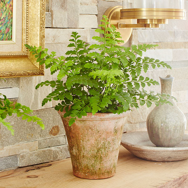 Austral Gem Fern