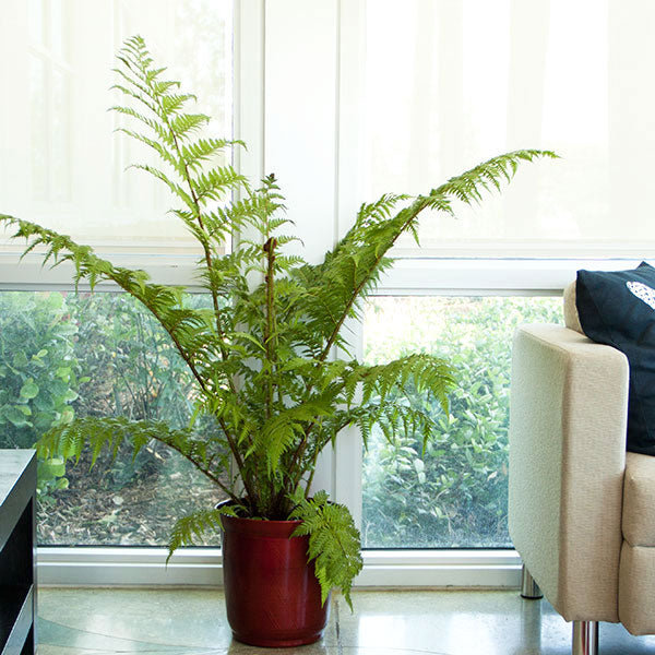 Australian Tree Fern