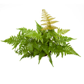 Autumn Fern