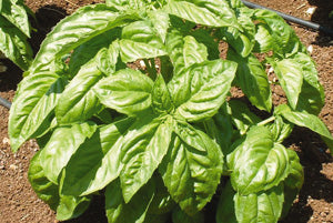 Basil