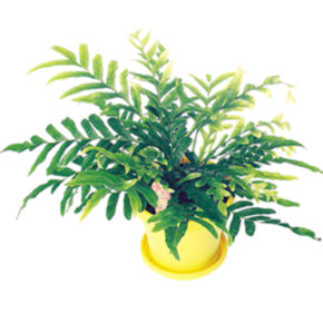 Bear Paw Fern