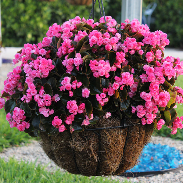 Doublet Pink