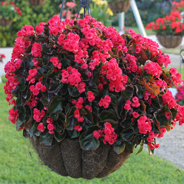 Doublet Rose