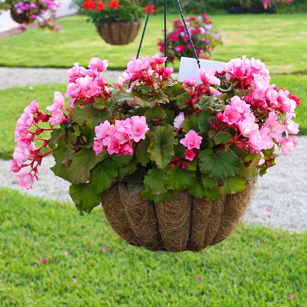 Glory Pink
