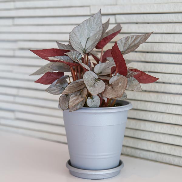 Silver Limbo Rex Begonia