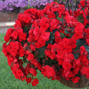 Solenia Velvet Red