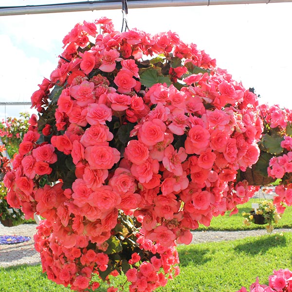 Solenia Dark Pink