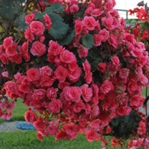 Solenia Dusty Rose