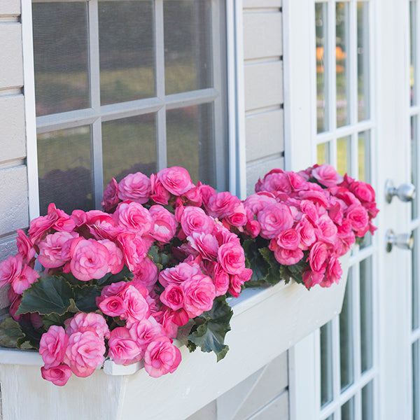 Solenia Light Pink