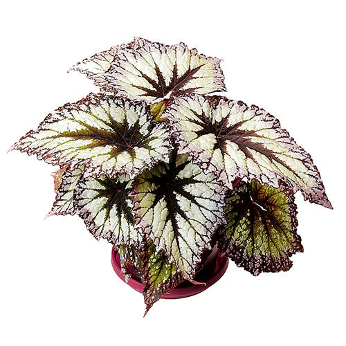 Yamileth Rex Begonia
