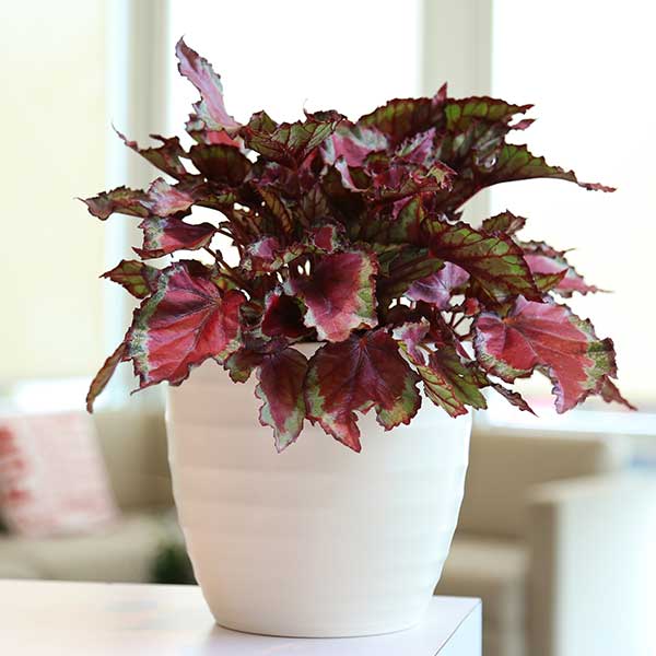 Spitfire Rex Begonia