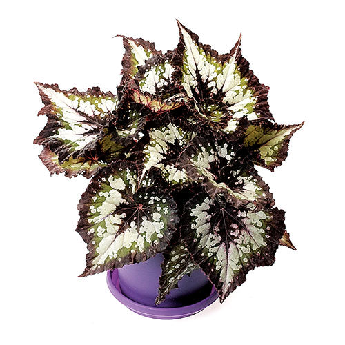 Tornado Rex Begonia
