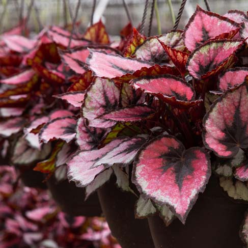 Red Tango Rex Begonia