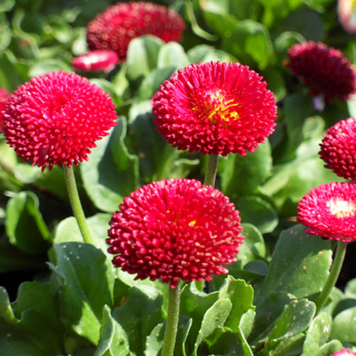 Bellissima Red English Daisy