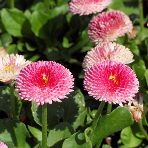 Bellissima Rose English Daisy