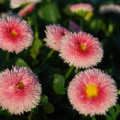 Tasso Strawberries and Cream English Daisy