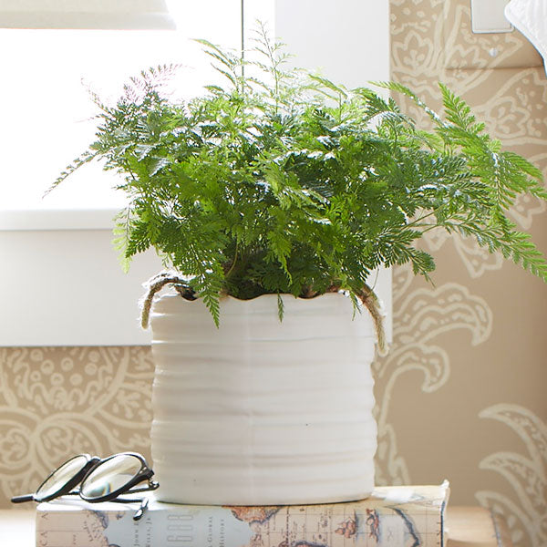 Black Rabbit's Foot Fern