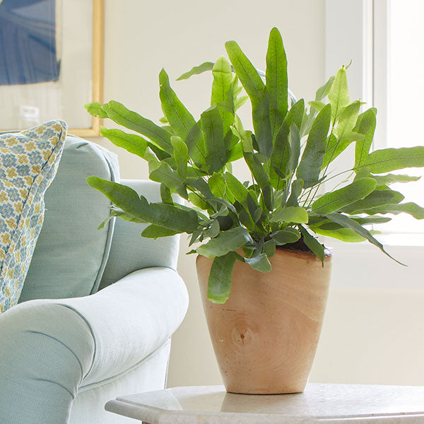 Blue Star Fern