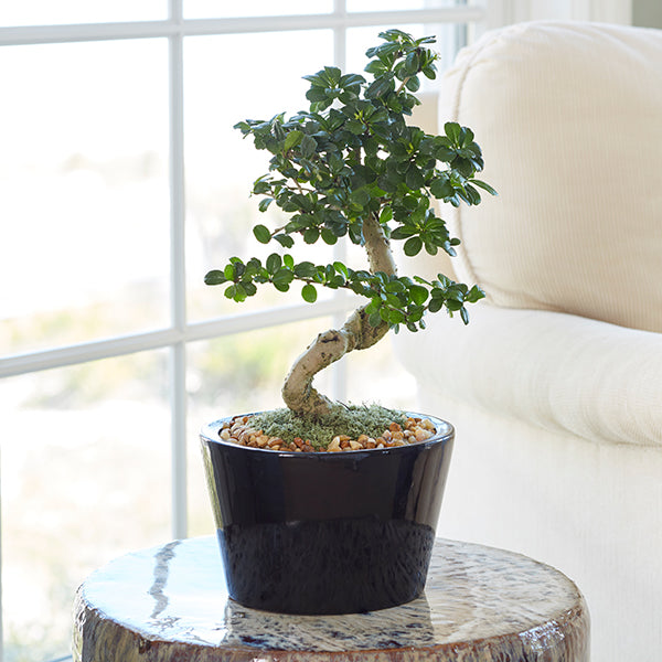 Fukien Tea