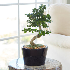 Caring For Your Bonsai