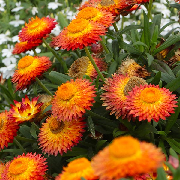 Cottage Bronze Strawflower