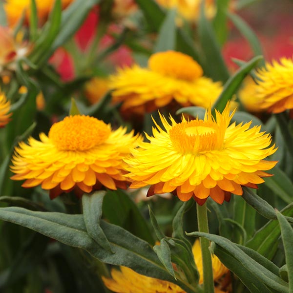 Cottage Yellow Strawflower