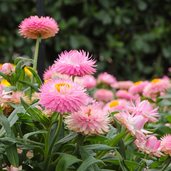 Cottage Pink Strawflower