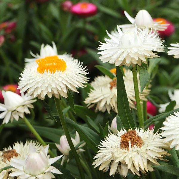 Cottage White strawflower
