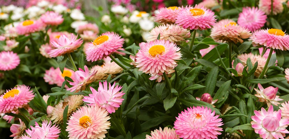 How To Grow And Care For Strawflowers