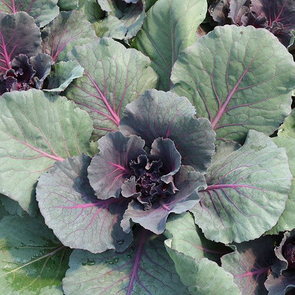 Pigeon Purple Flowering Kale