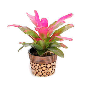 Neoregelia Bromeliad
