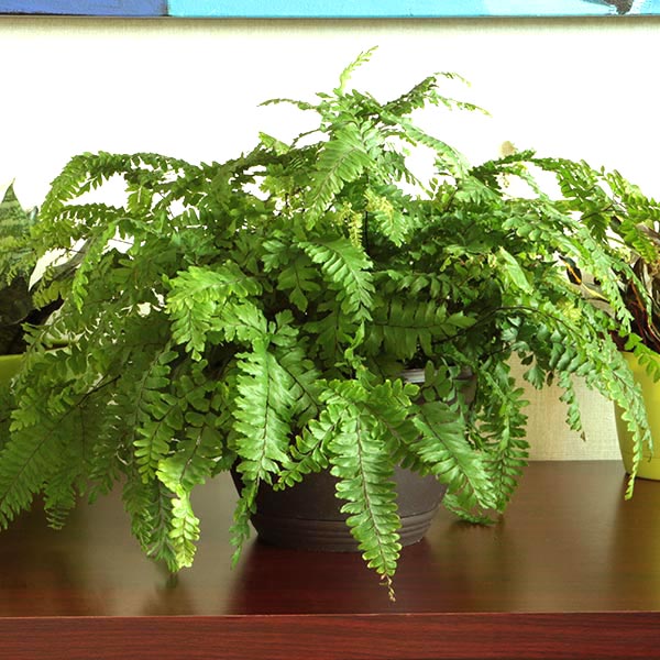 Bronze Venus Maidenhair Fern