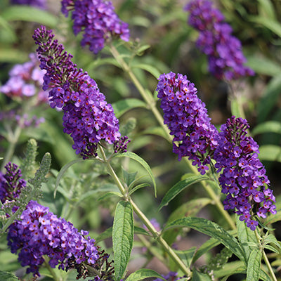 Black Knight Butterfly Bush
