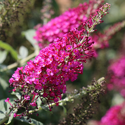 Cranrazz Butterfly Bush