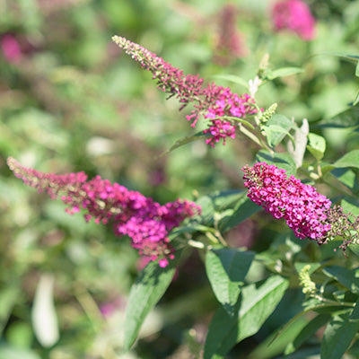 Miss Molly Butterfly Bush