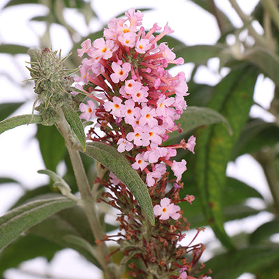 Pink Delight Butterfly Bush